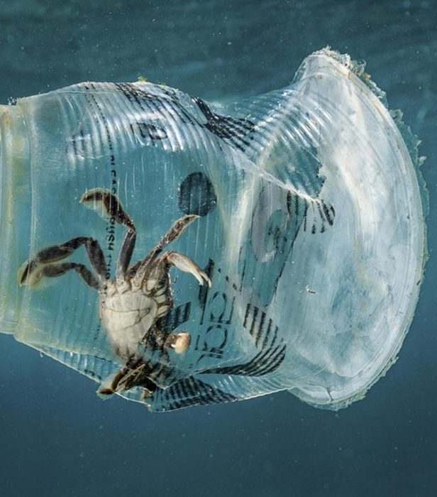 Stop Alla Plastica Monouso Da Oggi Gennaio Cosa Vietato E Cosa No