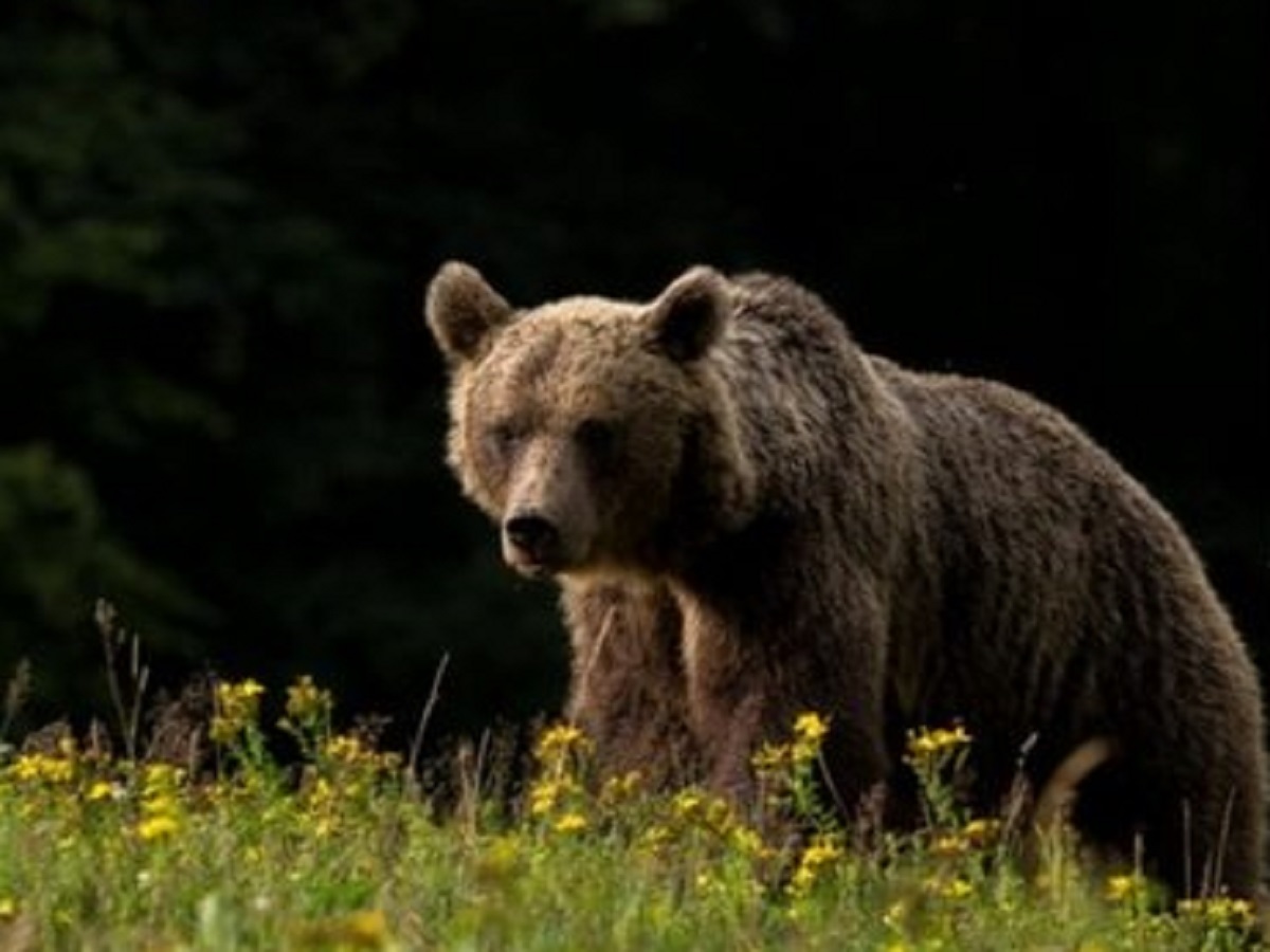 La decisione sull'orsa Jj4 del Tar di Trento dopo la morte di Andrea Papi