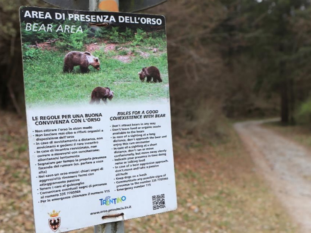 La decisione sull'orsa Jj4 del Tar di Trento dopo la morte di Andrea Papi