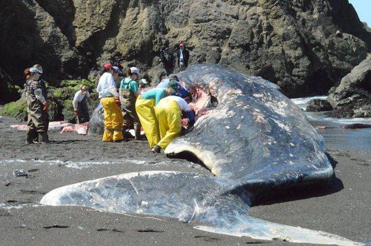 Un capodoglio trovato morto alle Canarie aveva nella pancia un tesoro di 500 mila euro