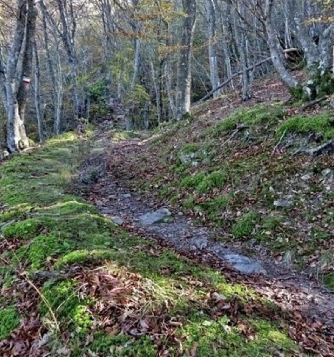 trovato morto aldo cercatore funghi disperso