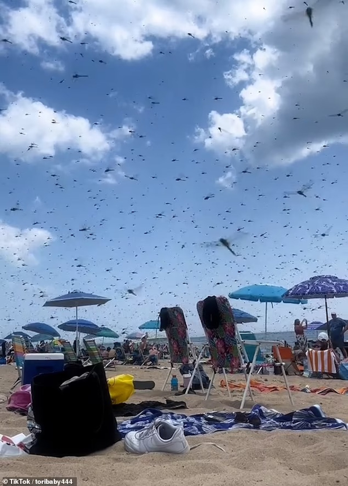 Invasione di libellule in una spiaggia del Rhode Island, bagnanti in fuga