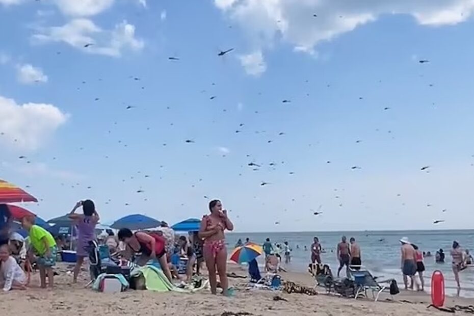 Invasione di libellule in una spiaggia del Rhode Island, bagnanti in fuga