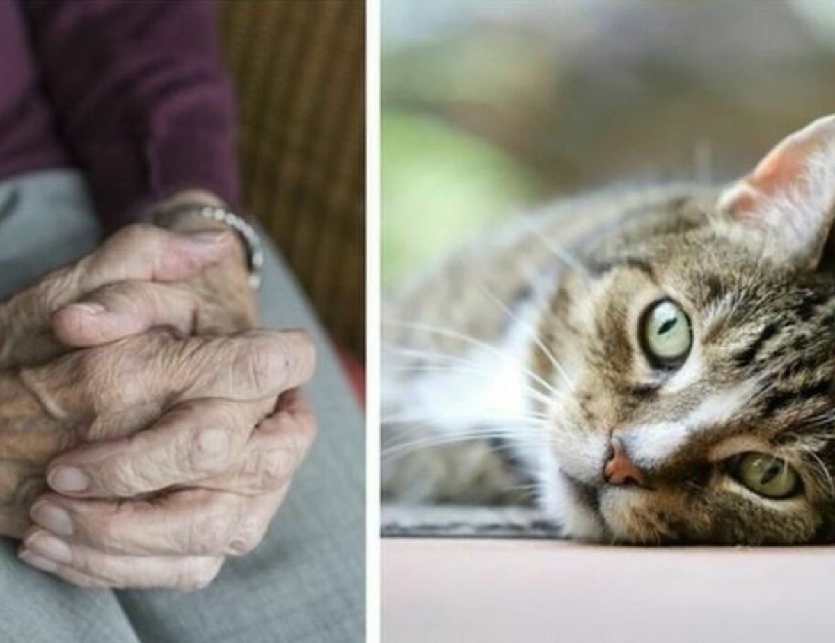 92enne trovata morta insieme al suo gatto