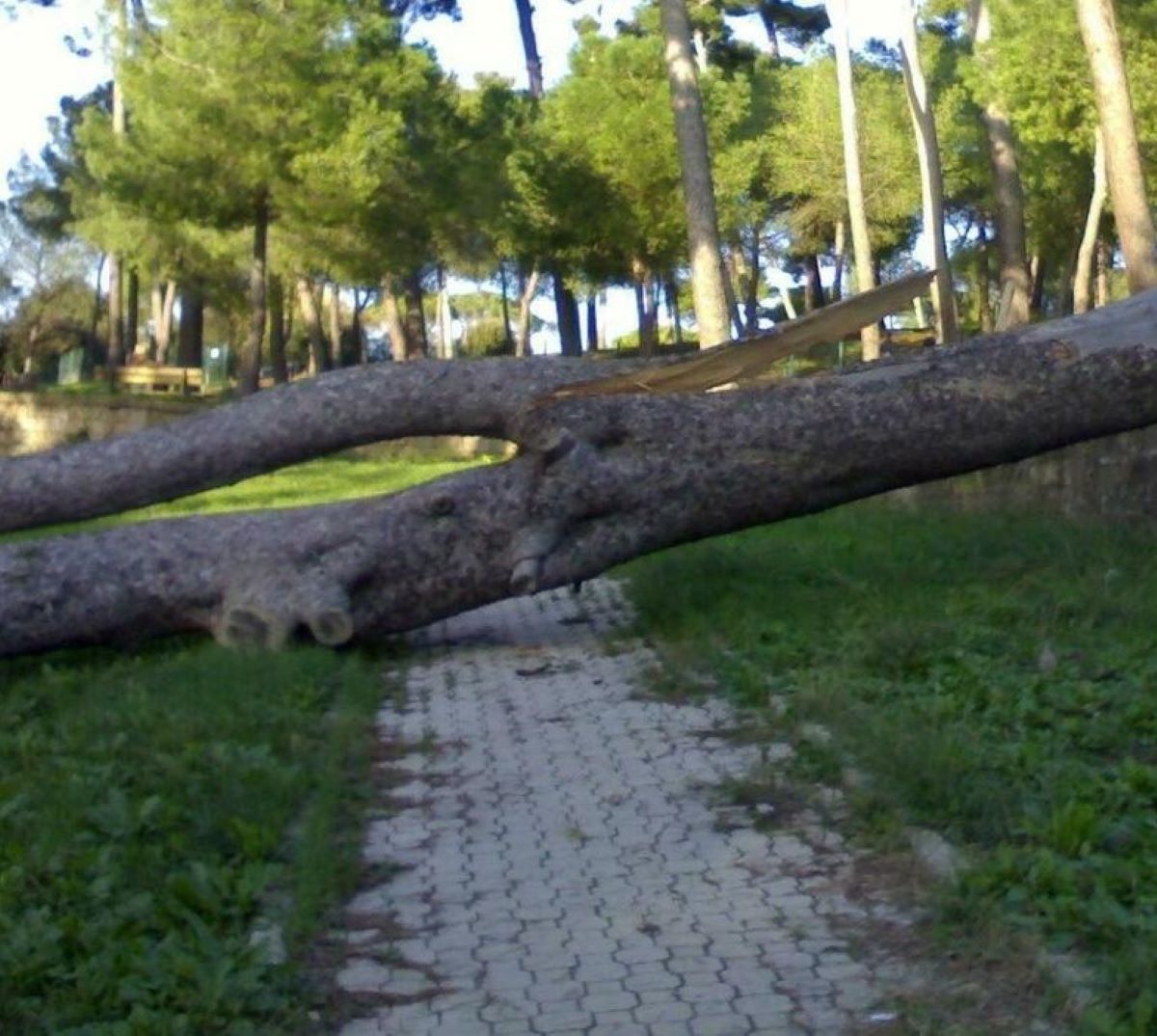 Albero Caduto