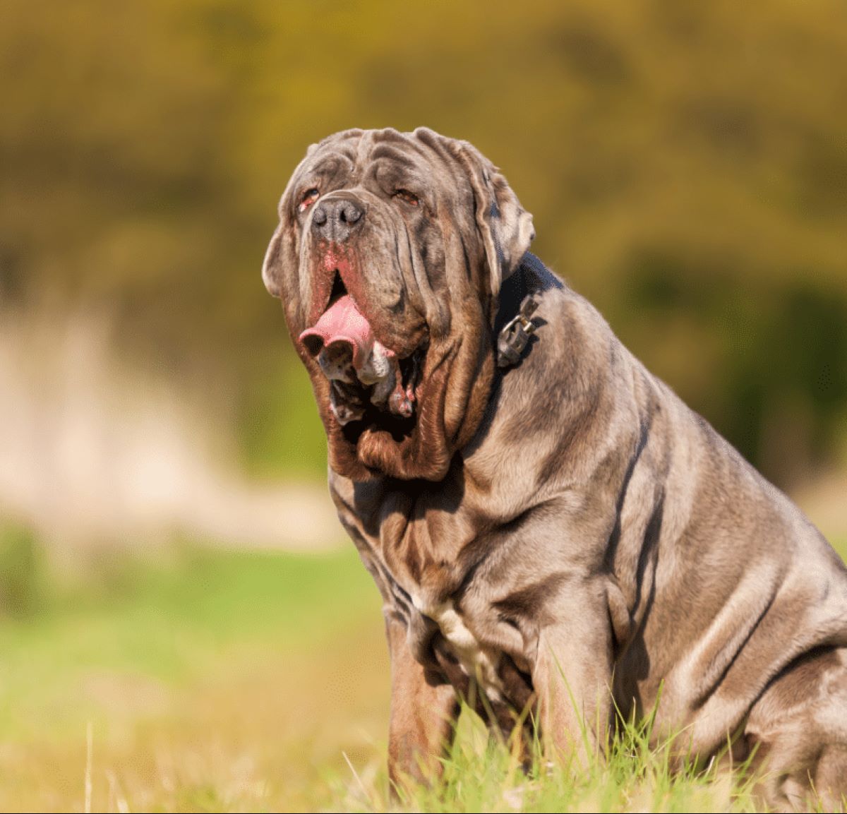 Bimbo 11 Mesi Morto Cane